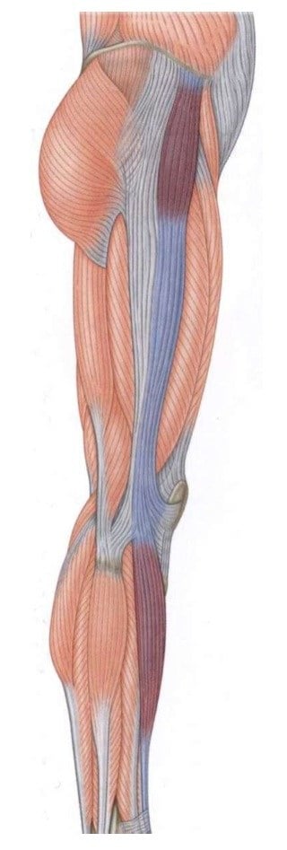 Myers anatomy of the IT Band proximally and distally